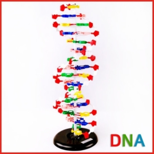 DNA이중나선 모형(대)R