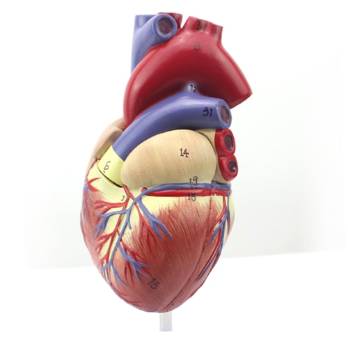 인체 심장 모형(1:1)