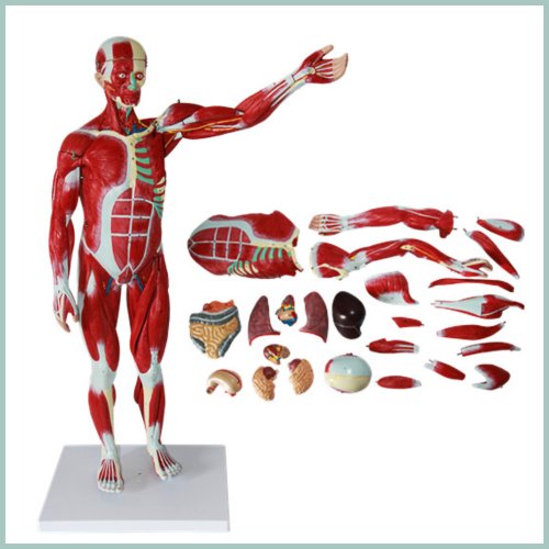 인체 근육 장기 해부모형(78cm)R