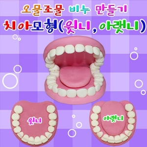 치아모형(윗니와 아랫니)- 3세트