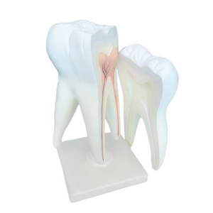 인체 대형 치아 모형(30cm)R