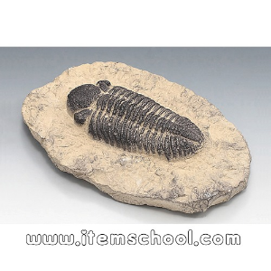 삼엽충화석(Phacops,전시용화석)3-1