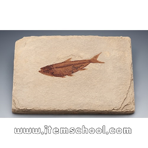 물고기화석 와이오밍 전시용화석