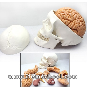 인체 두개골&amp;뇌 모형(8pcs/1:1)