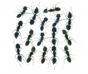 개미 16마리