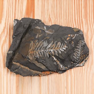 고사리화석 전시용화석