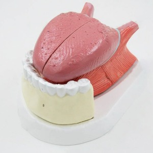 인체 혀 해부학 모형 4pcs