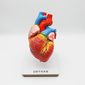 심장 구조 모형