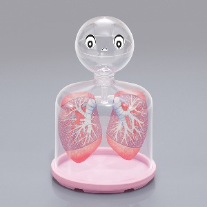 호흡의 구조모형 허파실험장치
