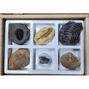 교과서에나오는초등화석6종 B형