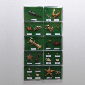 갯벌에 사는 생물 22종 아크릴케이스