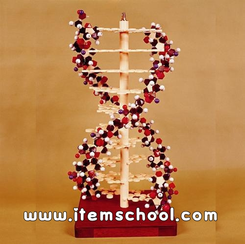 나리카 DNA모델2형