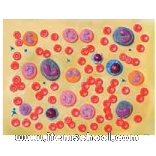 피세포 모형 (혈액세포)