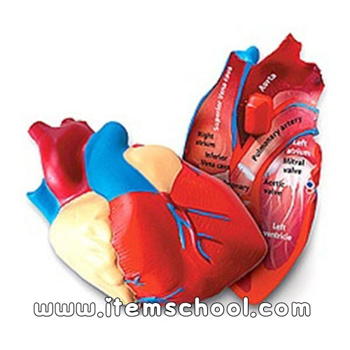 인체 심장 단면 모형 Cross-Section Human Heart Model