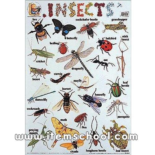 곤충(Insects)영어월차트(PE-0060)