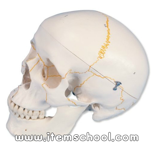 번호가 기입된 기본형의 두개골 모형, 3 파트분리 Numbered Human Classic Skull Model, 3 part A21 [1000052]