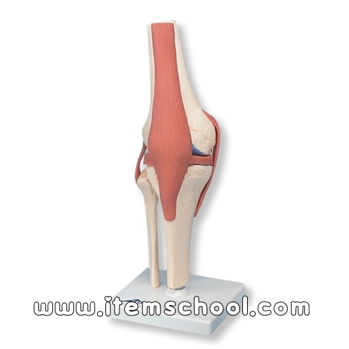 고급형무릎관절모형 Deluxe Functional Knee Joint Model A82/1 [1000164]