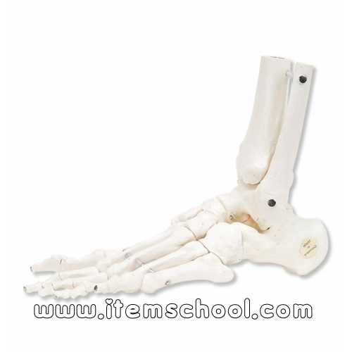 왼발목 뼈대 Loose Foot and Ankle Skeleton, left A31/1 [1019357]