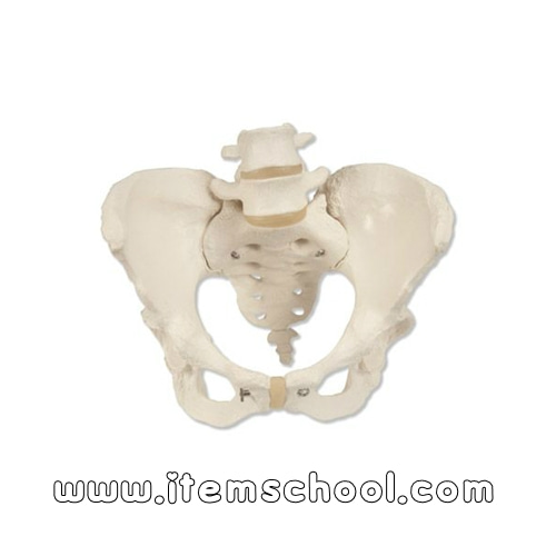 여성골반모형 Pelvic Skeleton, female A61 [1000134]