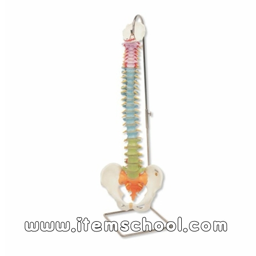 교육용의 유연한 척추 모형 Didactic Flexible Spine Model A58/8 [1000128]