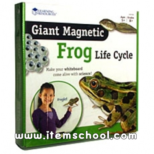특대형 자석 개구리 일생 모형 Giant Magnetic Frog Life Cycle