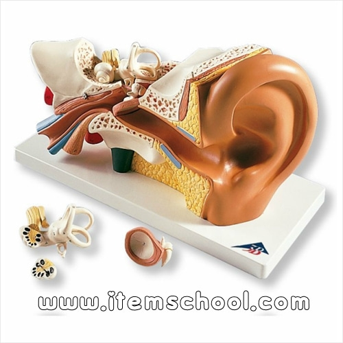 귀 모형, 3배 확대, 4 파트 분리 Ear Model, 3 times life size, 4 part E10 [1000250]