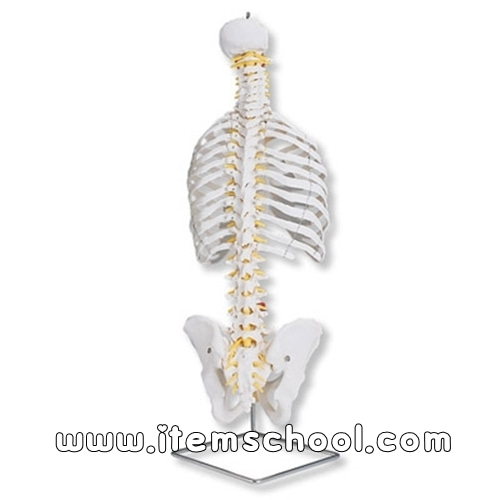 기본형의 유연한 척추늑골모형 Classic Flexible Spine Model with Ribs [스탠드별매] A56 [1000119]