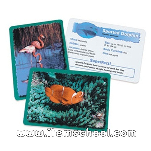 동물분류카드) 바다 동물 Animal Classfying Cards Oceans
