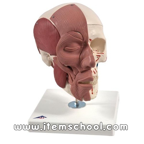 근육이 포함된 두개골 모형 Skull with Facial Muscles A300 [1013283]