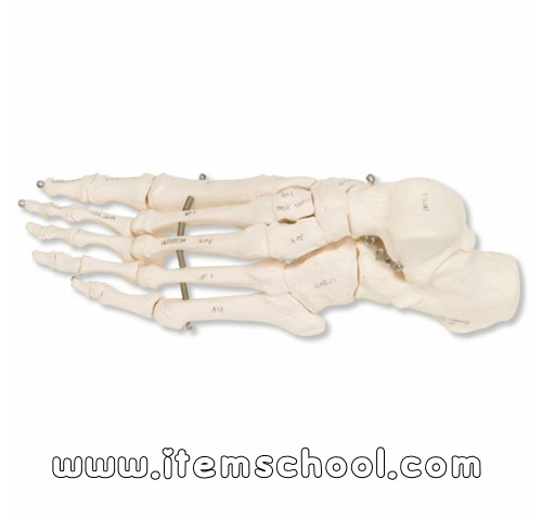 발뼈모형 Foot Skeleton, left A30 [1019335]