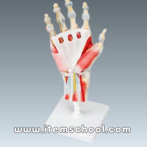 손골격인대근육모형