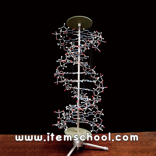 DNA 프로뷰모델궤도