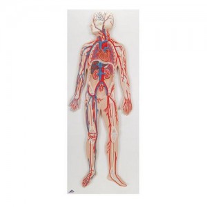 인체 순환계 시스템 Circulatory System