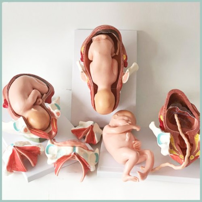 인체 태아출산 3단계 모형R