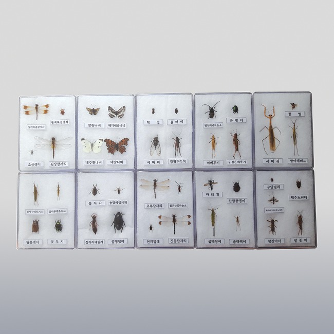 곤충표본 40종 아크릴케이스