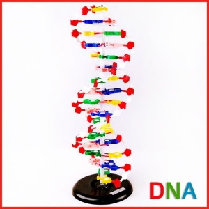 DNA이중나선 모형(대)R