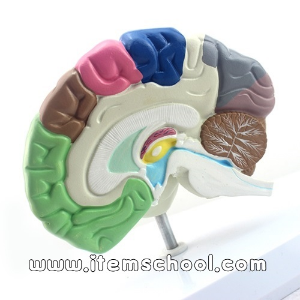 인체 뇌모형(15cm)