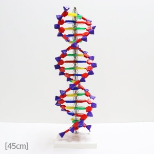 DNA 모형 45cm