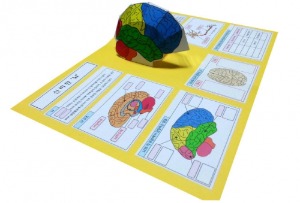 뇌 팝업북 만들기 뇌과학 인체