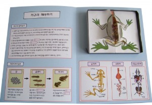 개구리 해부 팝업북 만들기