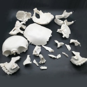 인체 두개골 분리 모형 22pcs