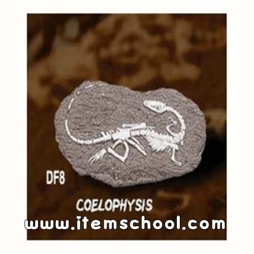 공룡화석발굴 - 코엘료시스
