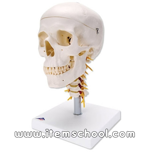 두개골모형 (경추부포함) Human Skull Model on Cervical Spine, 4 part A20/1 [1000047]