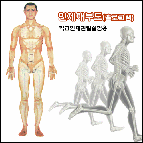 우리몸3D (인체해부도-홀로그램)