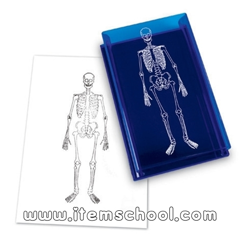 인체 골격 도장 Human Skeleton Stamp